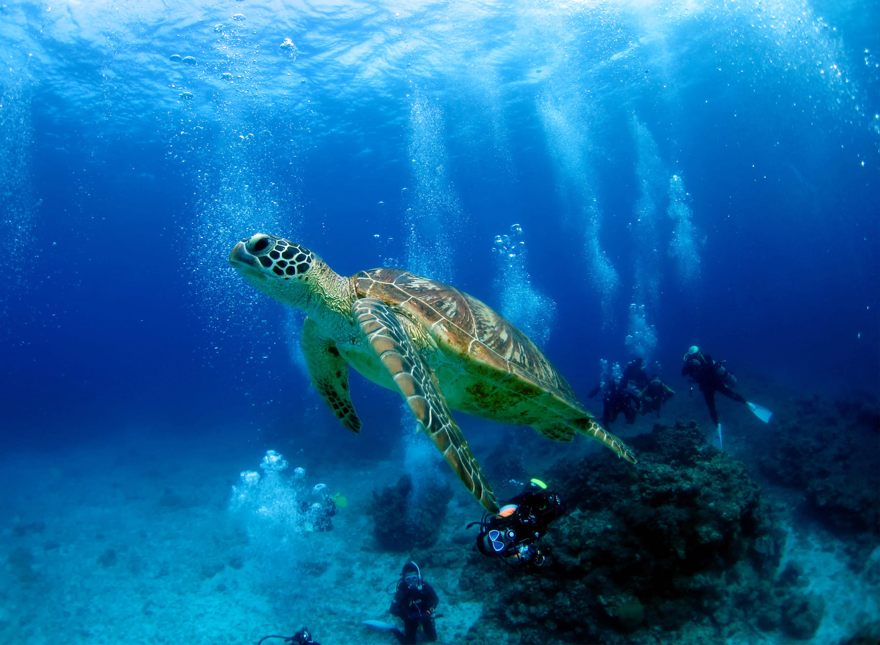 石垣島の海でウミガメとダイビング